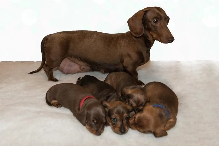 Dachshund Puppy