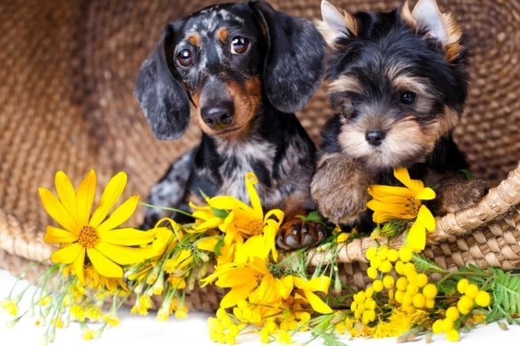 Dachshund vs Terrier: Which Dog Breed Is the Right Fit for Your Family?
