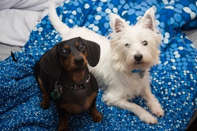 Dachshund and Terrier Puppies