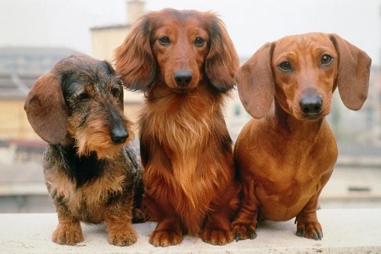 Dachshund and Terrier Puppies