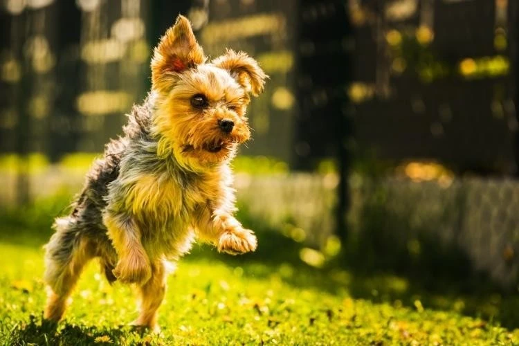 Terrier Puppy