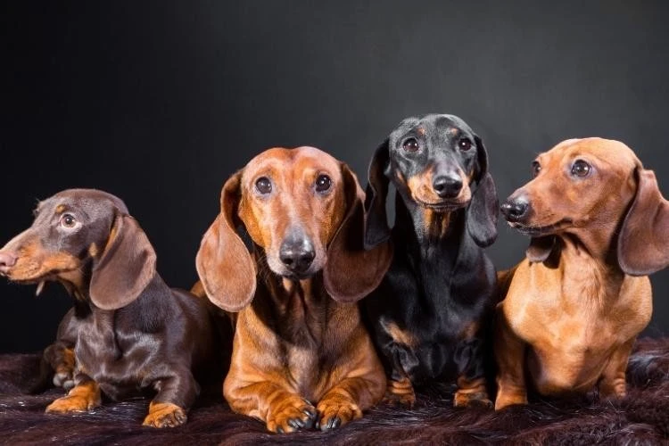 Dachshund Puppies
