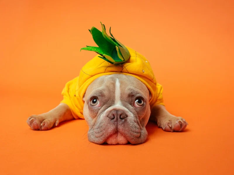 Socialization Secrets: Raising a Confident Puppy