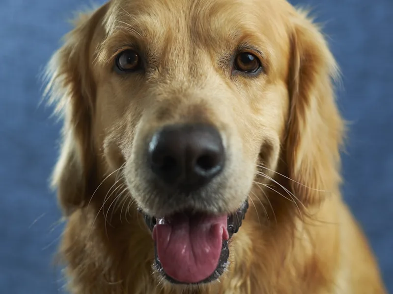 Grooming Your Puppy: Start Good Habits Early