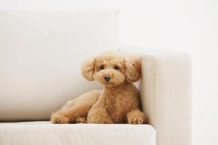 Best Dogs for Apartments: 9 Loving Breeds for Smaller Homes