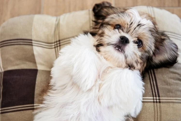 Shih Tzu