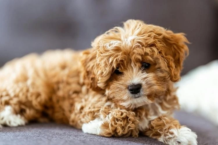 Cavapoo