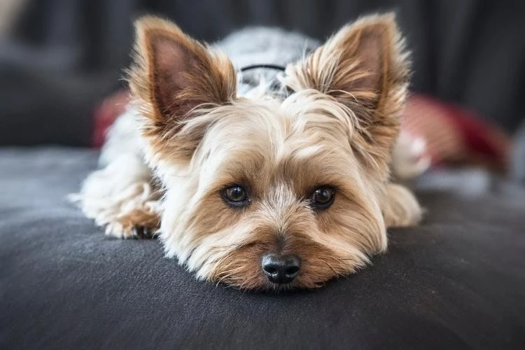 Yorkshire Terrier