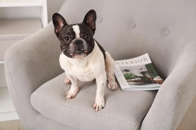 French Bulldog