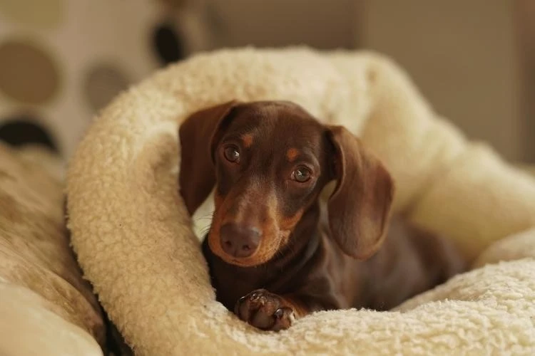 Dachshund