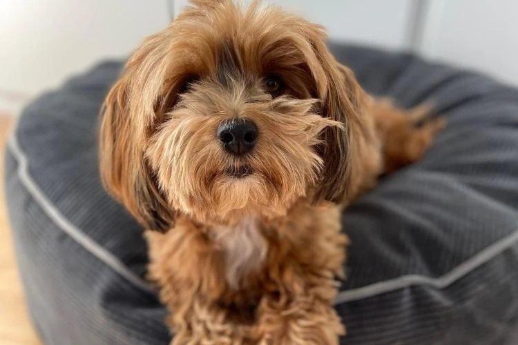 Havanese
