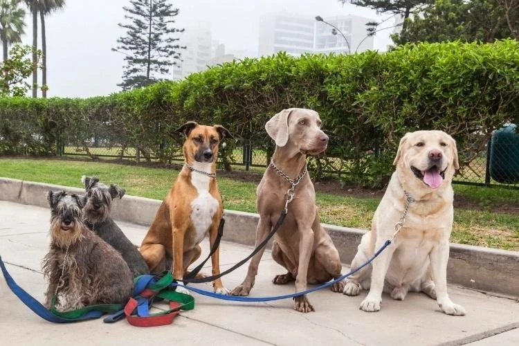 What Makes Dog Breeds Different? Understanding the Unique Traits