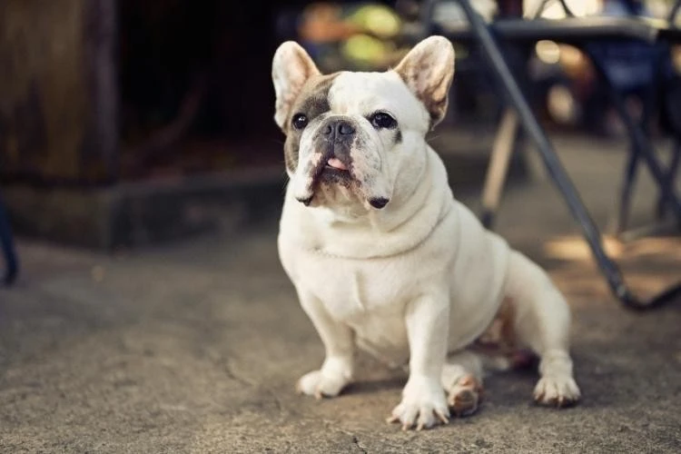 French Bulldog
