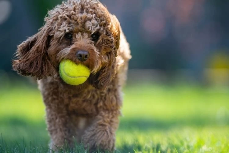 Cavapoo