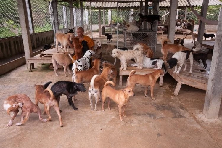 Different Dog Breeds