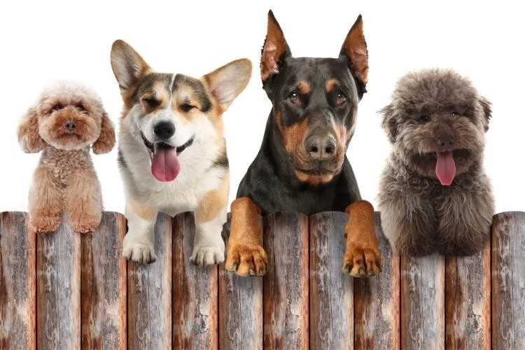 Different Dog Breeds