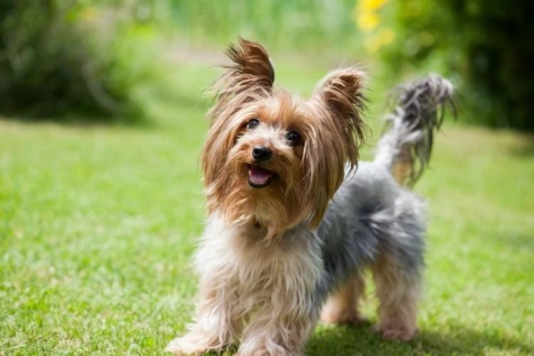Yorkshire Terrier