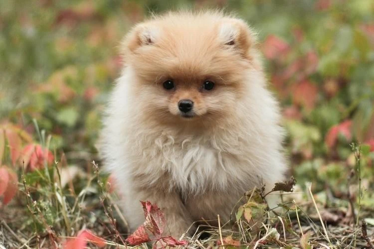 Pomeranian