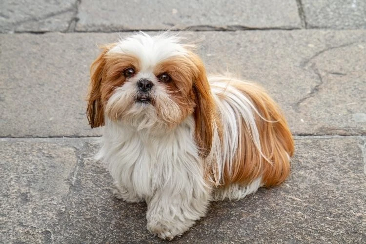 Shih Tzu
