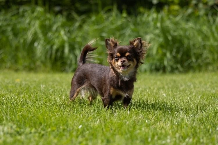 Chihuahua