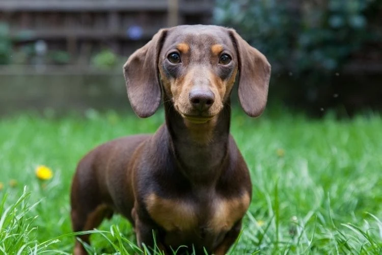 Dachshund