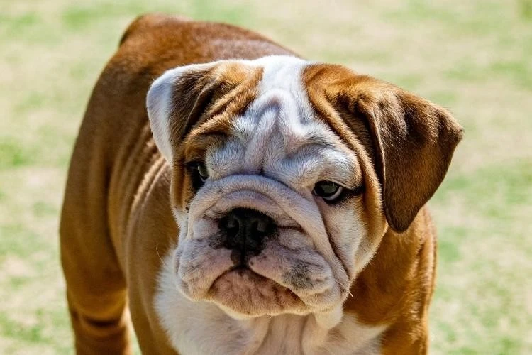 English Bulldog