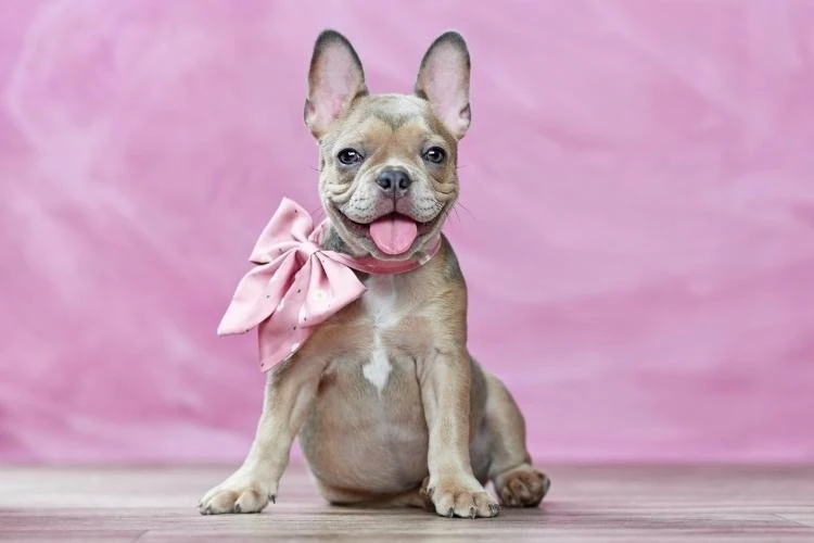 French Bulldog