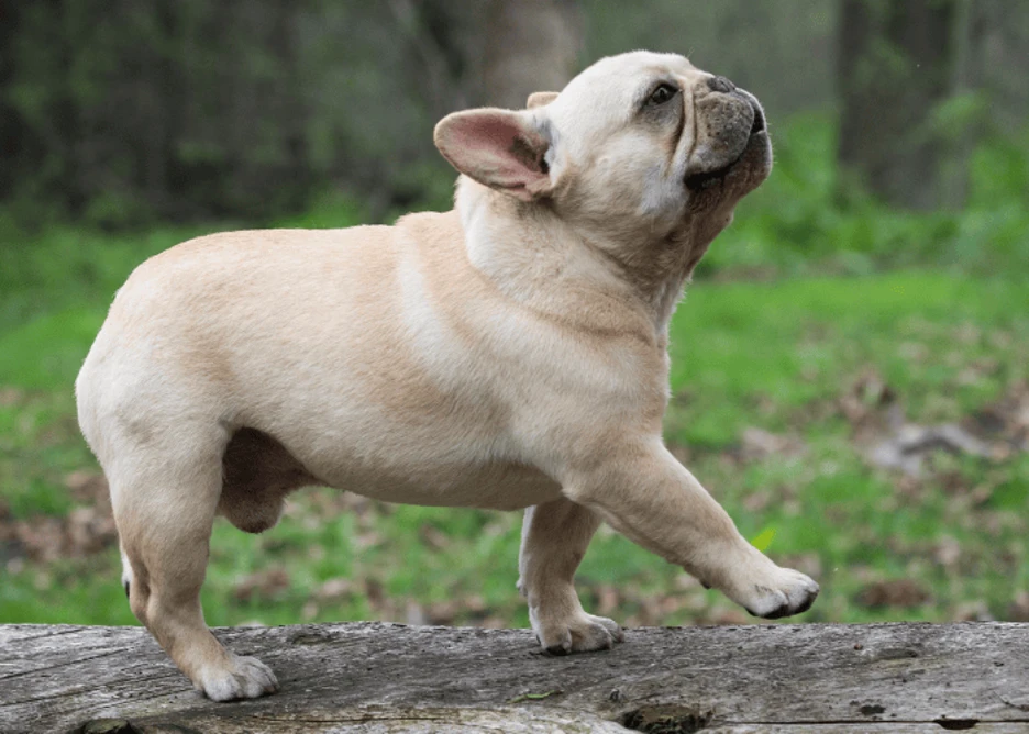 French Bulldog Colors: A Complete Guide to Standard and Rare Coat Variations