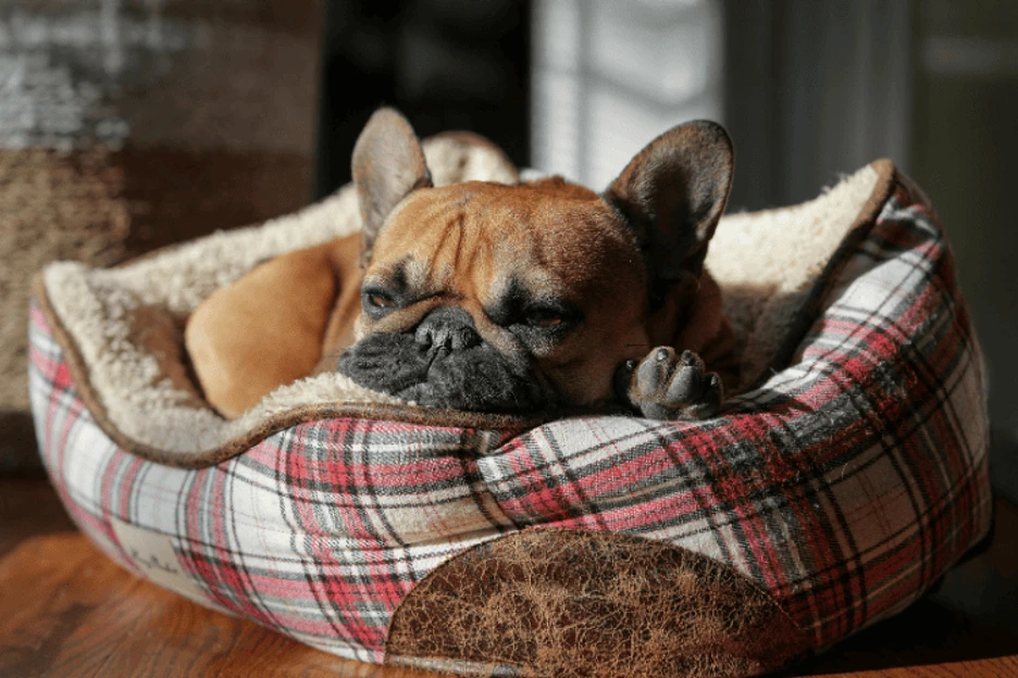 French Bulldog Temperament, Personality & Training: The Complete Guide