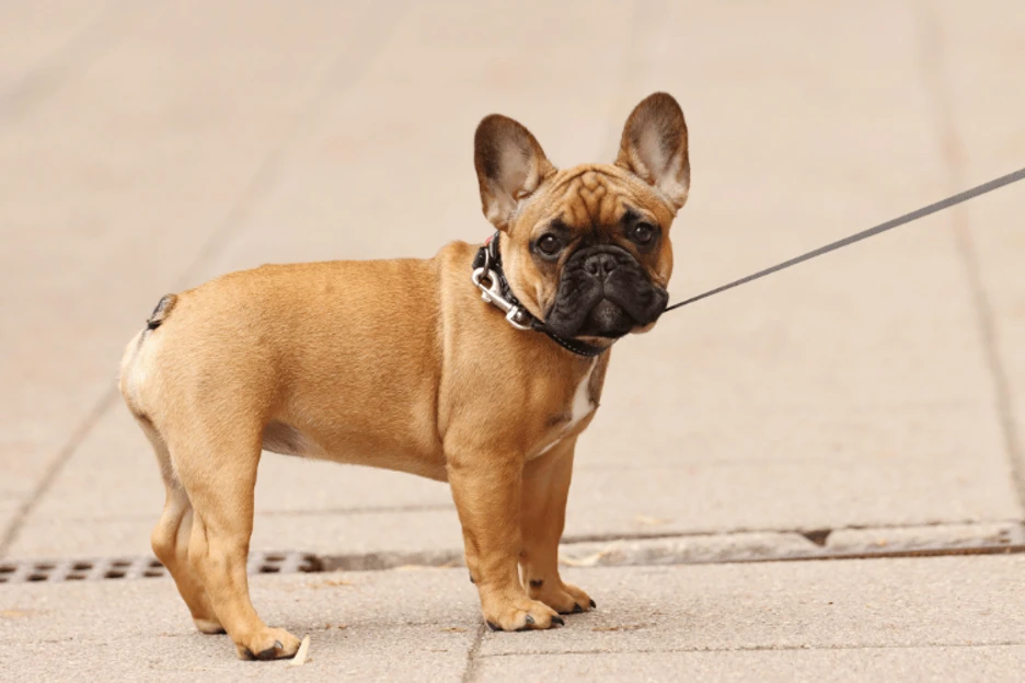 French Bulldog vs English Bulldog: Which One Is Right for You?