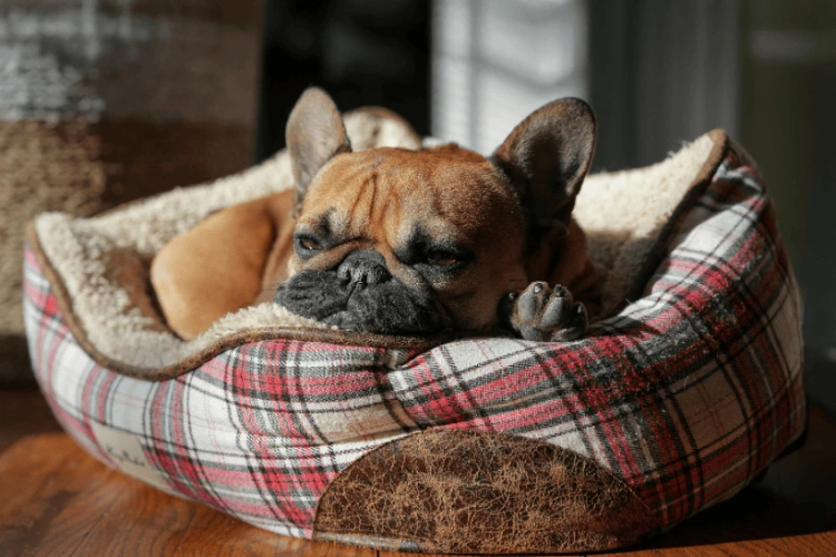 French vs English Bulldog Size & Appearance