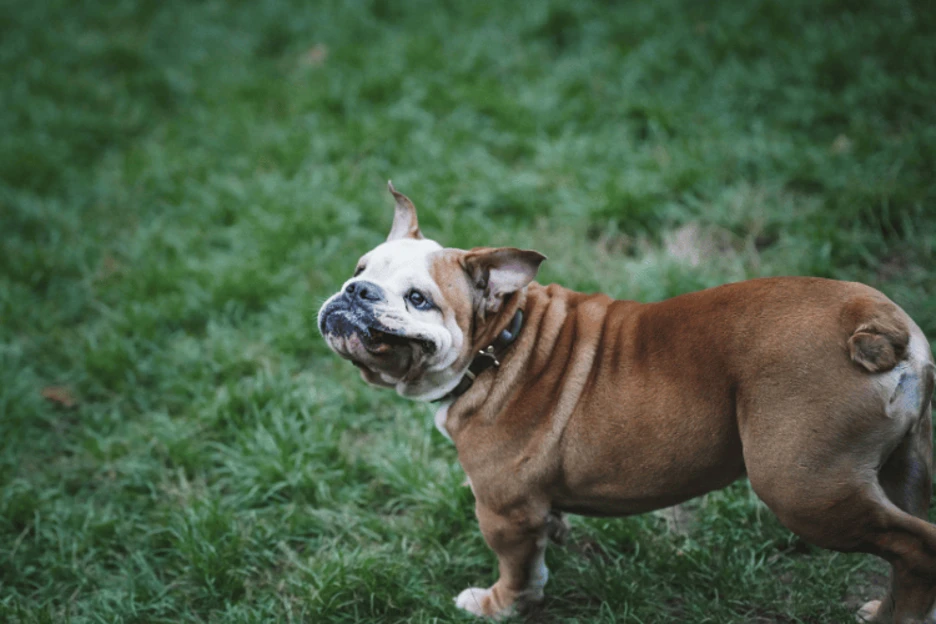 Key Differences in Health & Care between French and English Bulldogs