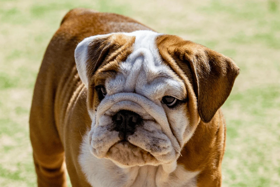Which Bulldog fits your lifestyle: French or English?