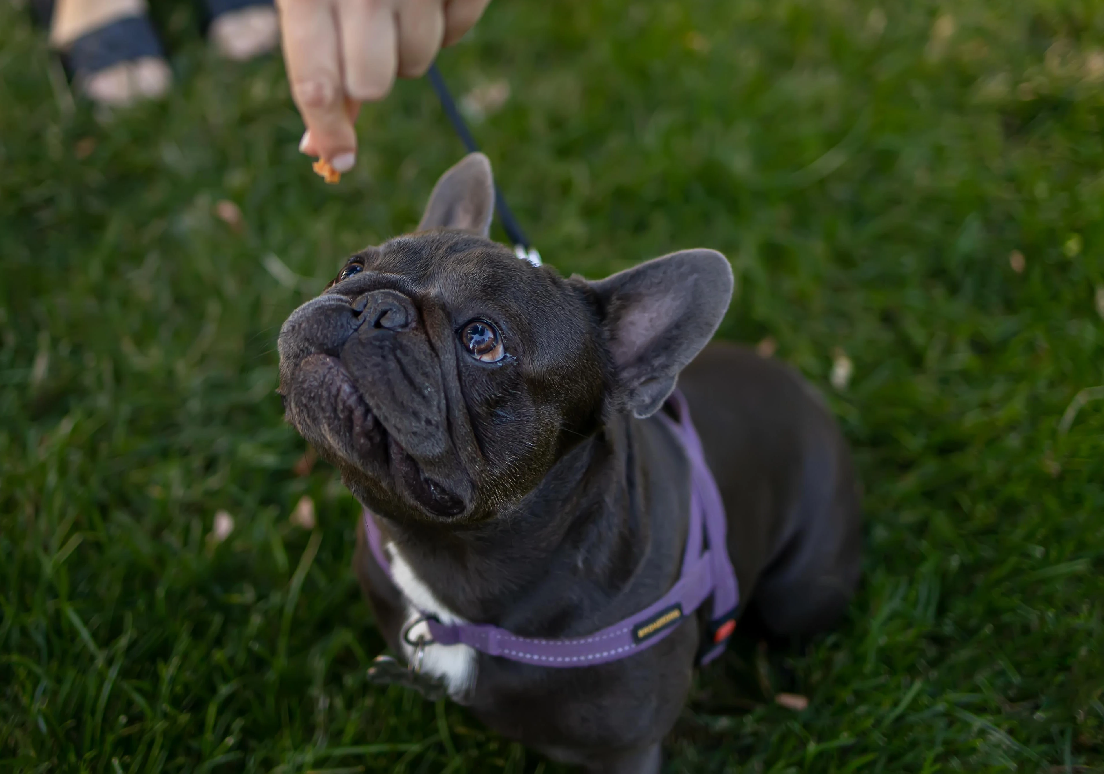 Stay N Train Programs