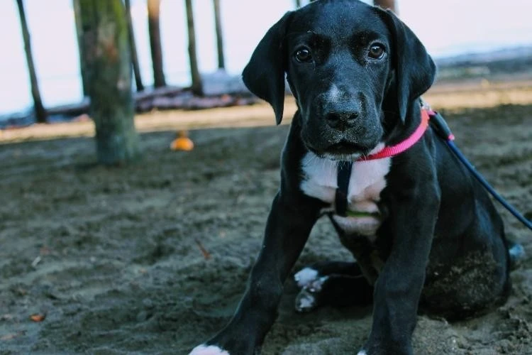 Great Dane