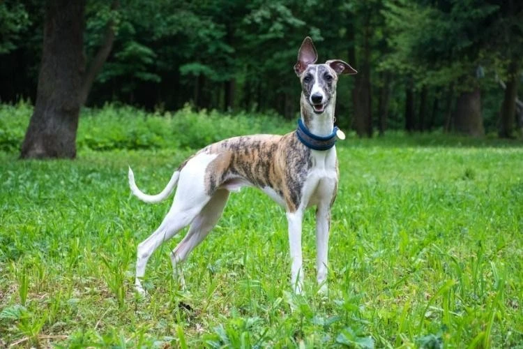 Greyhound