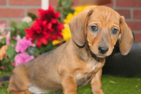 How Much Is a Dachshund? Cost Guide for 2026 Pet Parents