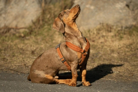 First-Year Dachshund Costs