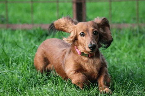 The Long-Term Picture — Lifetime Cost of a Dachshund