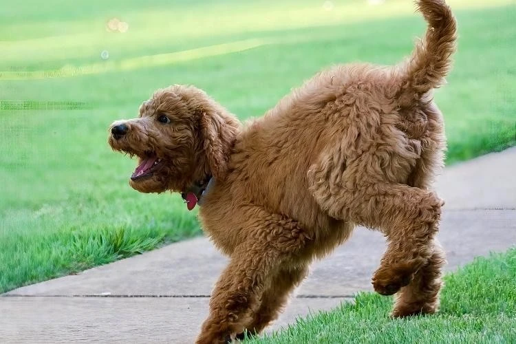 Labradoodle