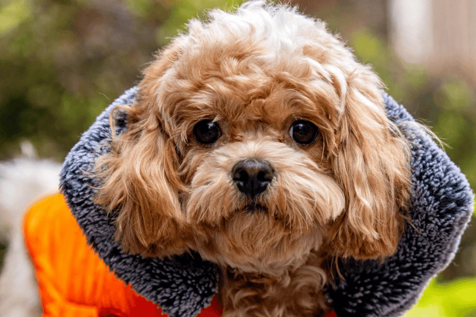 Maltipoo vs Cavapoo: Which Puppy is Right for You?
