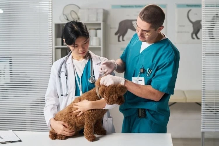 Miniature Poodle Health Concerns, Problems, and Lifespan