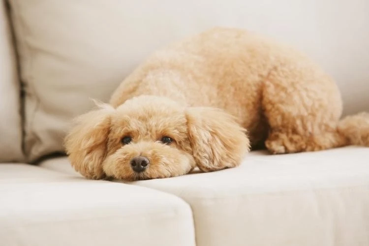 Miniature Poodles