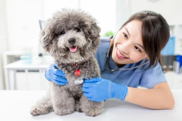 Miniature Poodles