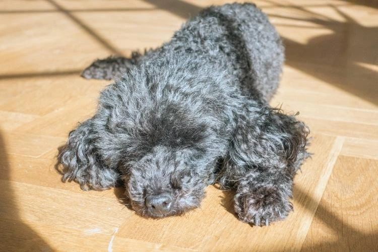 Miniature Poodles