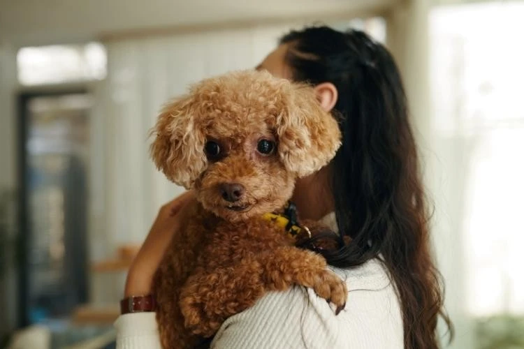Miniature Poodles