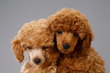 Miniature Poodle Colors: Black, Blue and Every Shade Explained