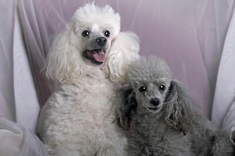 Miniature Poodle Colors: Complete Overview