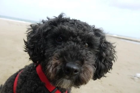 Black Miniature Poodle
