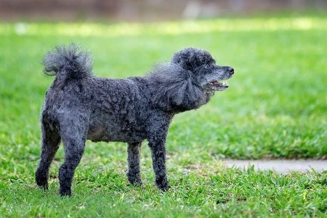 Blue Miniature Poodle